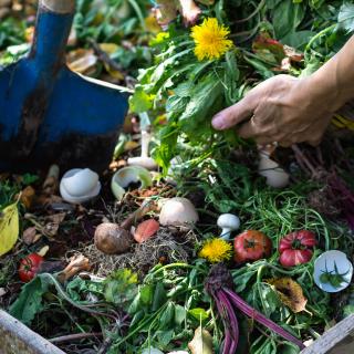 A person's hands scoop green material into a full compost bin, filled with flowers, eggshells, and colorful vegetable matter.