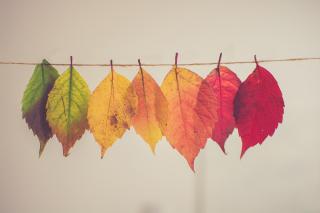 Seven leaves, all of the same variety but in a range of colors from green to gold to red, are strung on a line to represent a continuum.