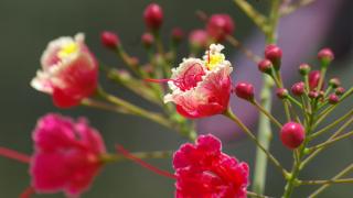 A close-up of bright pink peacock flower buds, with a couple of flowers opening.