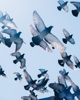 A flock of pigeons in flight, seen from below, against the background of a pale blue sky.