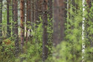 Through a thick forest, a reindeer peeks out at the camera