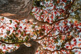 From the ground level, the camera points up at a tree canopy beneath a blue sky.